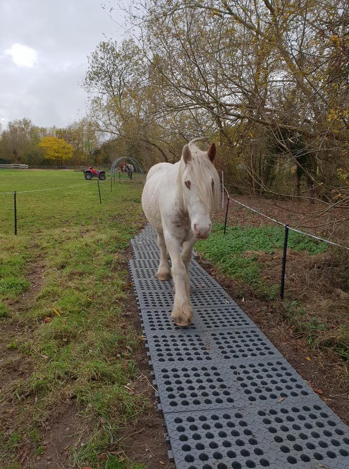 AGRO | STAJNE