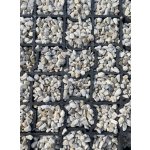 Zatrávňovacia a parkovacia dlažba Mosolut Easygrid